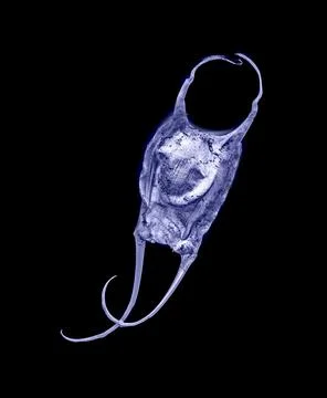 Devil's Purse or Skate Egg Casing Cyanotype Stock Photos