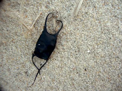 Devil's Purse Skate Egg Casing at Chatham, Cape Cod Stock Photos