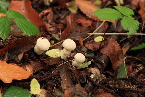 Devil's snuff-box - Lycoperdon perlatum Stock Photos