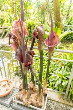 Devils tongue or Amorphophallus Rivieri plant in Saint Gallen in Switzerlan.. Stock Photos