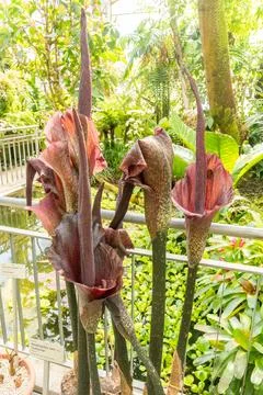 Devils tongue or Amorphophallus Rivieri plant in Saint Gallen in Switzerlan.. Stock Photos