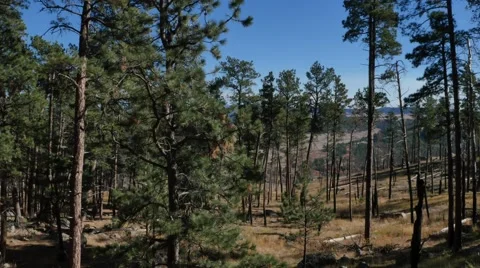 Devils Tower Forest Stock Footage 48482601