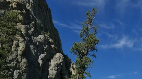Devils Tower Tree Stock Footage 48482247