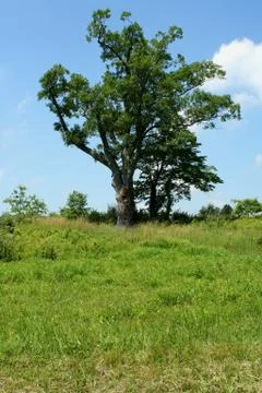The devils tree Stock Photos