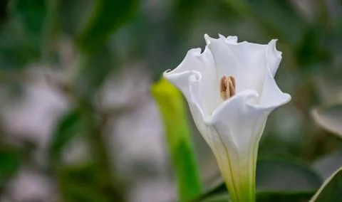 Devil's trumpet Stock Photos