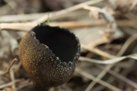 Devil's Urn Fungi in Spring Stock Photos