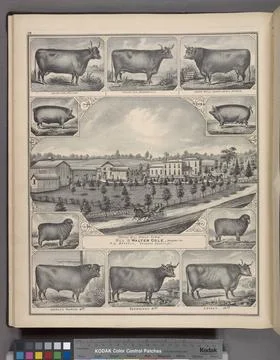 Devom Cow, Helena. ; Devon Cow, Nemophila. ; Devon Bull, Queen Anne s Huro... Stock Photos