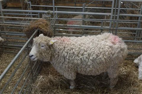 Devon and Cornwall Longwool Sheep Stock Photos