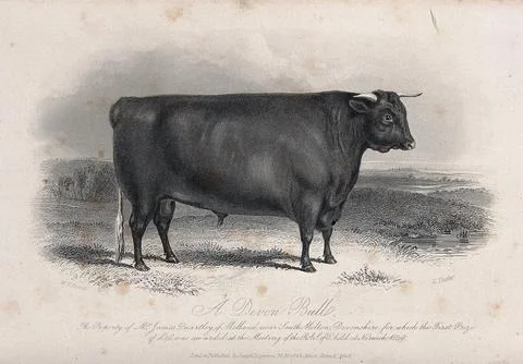 A Devon bull. Etching by E. Hacker, ca 1849, after W.H. Davis. 스톡 일러스트