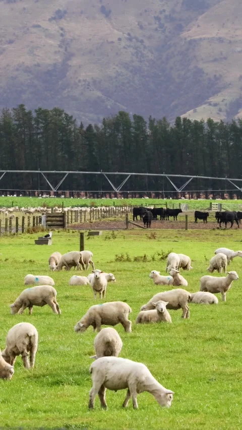 Devon Closewool Sheep Grazing in New Zealand Pasture 스톡 동영상 309178609