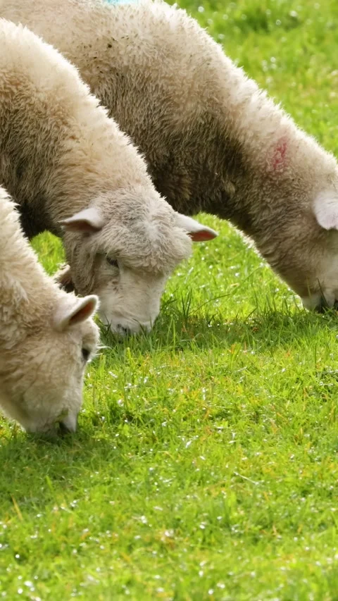 Devon Closewool Sheep Grazing in New Zealand Pasture Vídeos de archivo 309178717