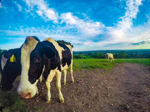 Devon cow Stock Photos
