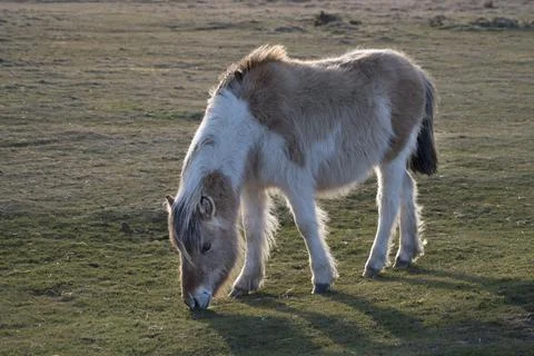 Devon Dartmoor pony Stock Photos
