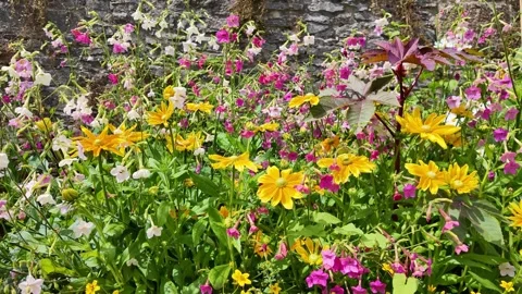 Devon England UK.  07.08.2024.  Video.  Summer flowers  blowing in a breeze Stock Footage 282488176