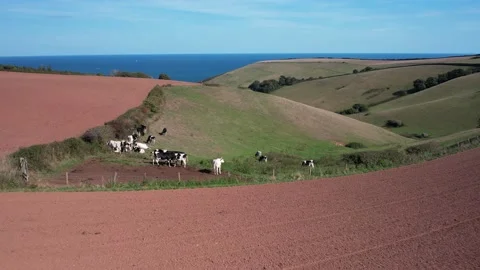Devon Fields and Farmlands from a drone, Kingswear, Brixham, Devon, England Stock Footage 211512235