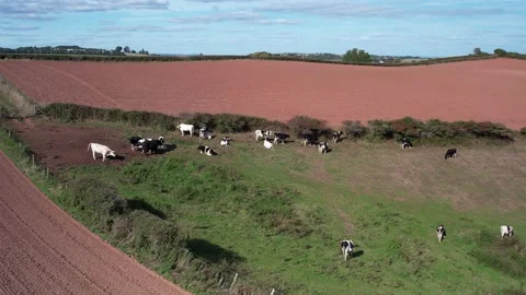 Devon Fields and Farmlands from a drone, Kingswear, Brixham, Devon, England Stock Footage 211512405