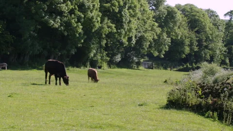 Devon meadow full of cows lush pasture and trees summer morning South Devon 스톡 동영상 254947298