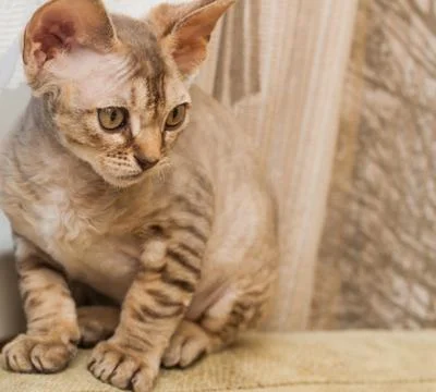 Devon Rex breed cat Stock Photos