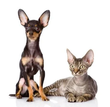 Devon rex cat and toy-terrier puppy together. looking away. isolated on white Stock-Fotos