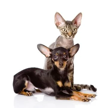 Devon rex cat and toy-terrier puppy together. looking at camera. isolated on  Foto stock