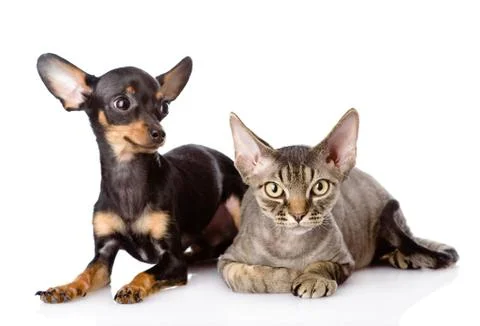 Devon rex cat and toy-terrier puppy together. looking at camera. isolated on  Stock Photos