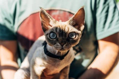 Devon Rex cat with blue eyes held by man in green shirt, close-up of human-pet Stock-Fotos