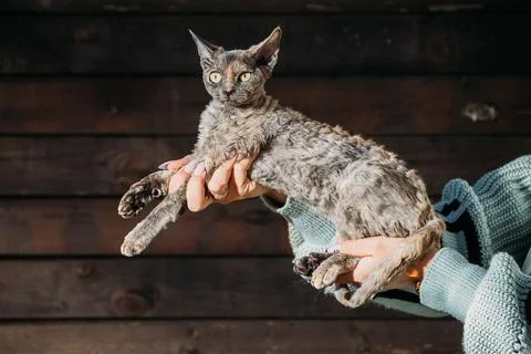 Devon Rex Cat with Blue Eyes Portrait Against Dark Background Studio Stockfoto's