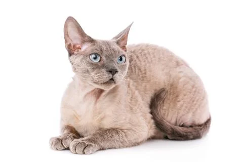 Devon-rex cat close-up portrait on white background Stock Photos