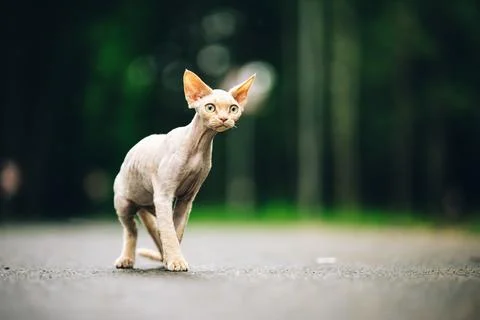 Devon Rex Cat With Cream Fur Color On Walkway Under Rain. Curious Funny Cute Stock-Fotos