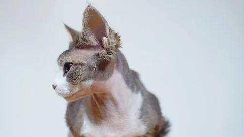 Devon Rex cat, face close-up on a white background Stock Footage 115079888