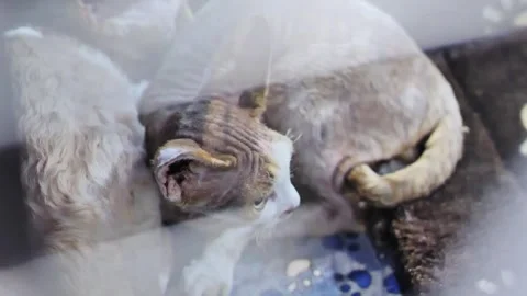 Devon Rex Cat Filmed Through Cage Bars in Low Light With Emotional Close Up Look Stock Footage 316749467