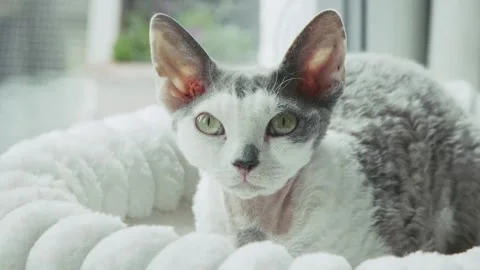 Devon Rex cat Video stock 336743362