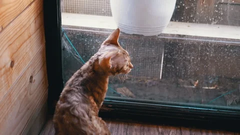 Devon Rex Cat Gazing Outside Video stock 293165446