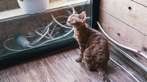 Devon Rex Cat Indoors Stock Footage 293164737