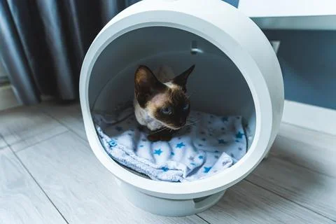 Devon Rex cat inside round-shaped house with thermoregulation Stock Photos