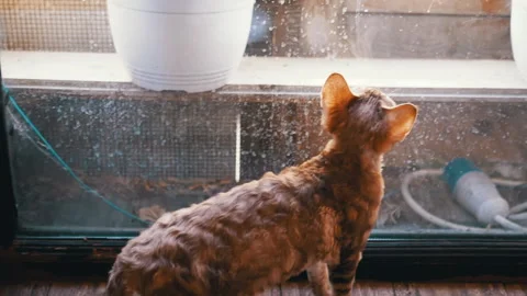 Devon Rex Cat Jumps Up Stock Footage 293169654