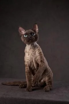 Devon Rex Cat Look Stock Photos