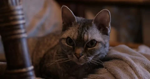 Devon Rex Cat Looking At Camera Stock Footage 168626771