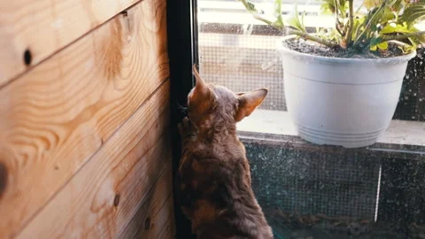 Devon Rex Cat Looking Out the Window Stock Footage 293162538