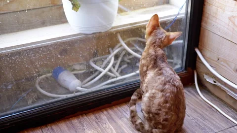 Devon Rex Cat Looking Out Window Stock Footage 293173683