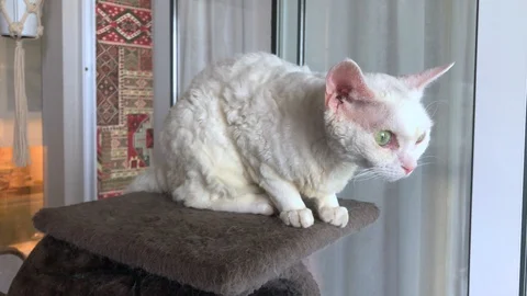Devon Rex cat  looks off into the distance then turns away Stock Footage 129311005