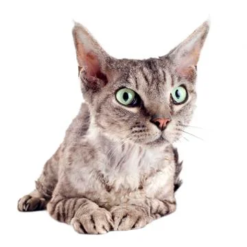 Devon rex cat Stock Photos
