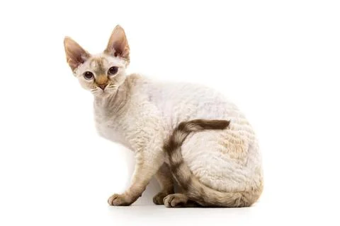Devon Rex cat posing against white background Stock Photos