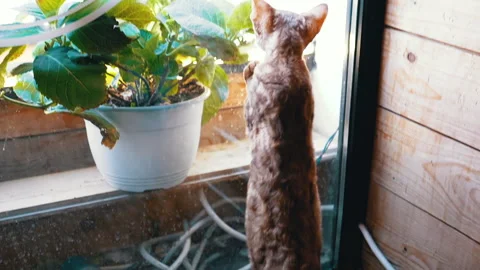Devon Rex Cat Reaching for Plant 스톡 동영상 293169893