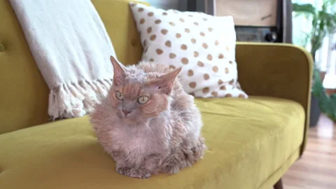 Devon Rex cat sitting and watching on velvet sofa Stock Footage 241572640