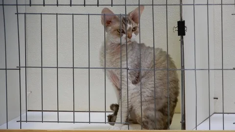 Devon Rex Cat Sitting In Cage Looking Around While Sitting Upright 4K Stock Footage 89250471