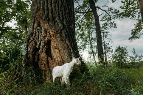 Devon Rex Cat Standing by Old Tree Trunk in Forest Stock-Fotos