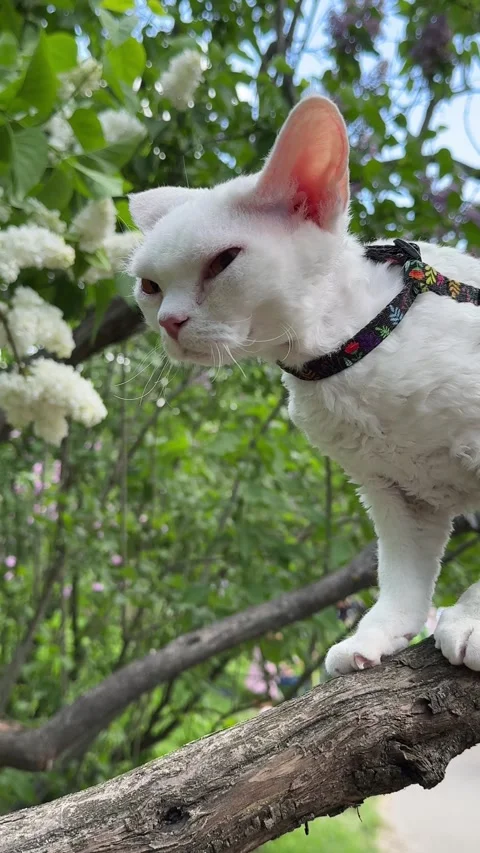Devon rex cat in the tree Stock Footage 274465119