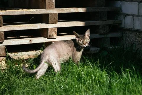 Devon Rex cat walks in nature on sunny day. Cute young cat on a green lawn. Stock Photos