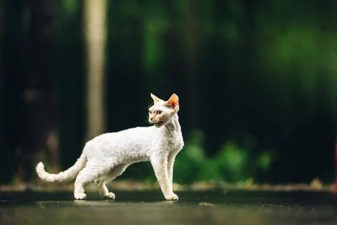 Devon Rex Cat With White Fur Color On Walkway Under Rain. Amazing Happy Pets. Stock-Fotos
